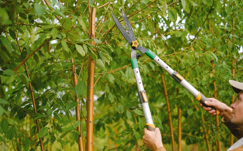 Tree trimming in Batavia, OH